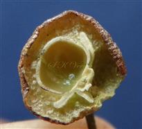  V.S Fruit with seeds removed